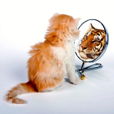 Six weeks old kitten looking in a mirror