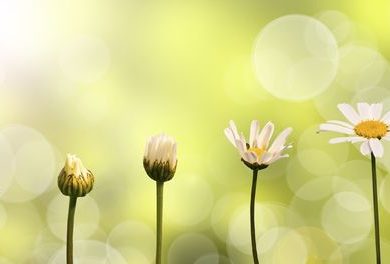 Etapes de la croissance d'une pquerette, fond nature